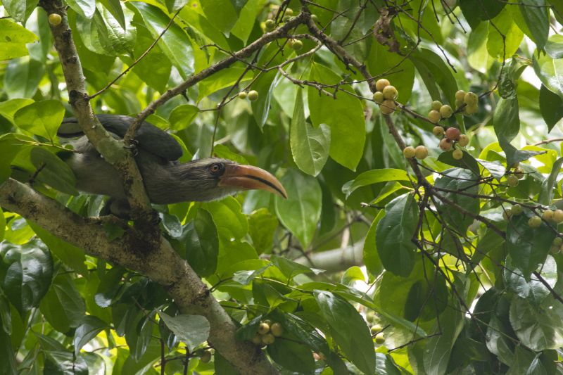 malabar grey hornbill sitting in the branch of tree 