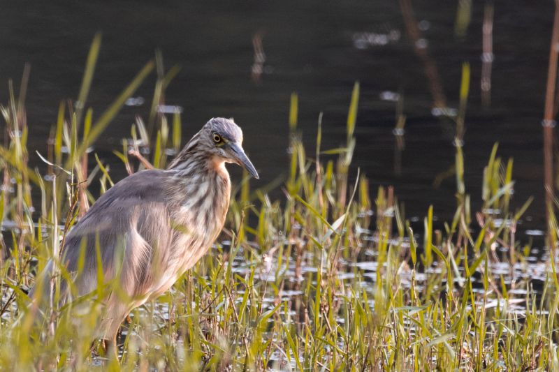 heron in the middle of grass