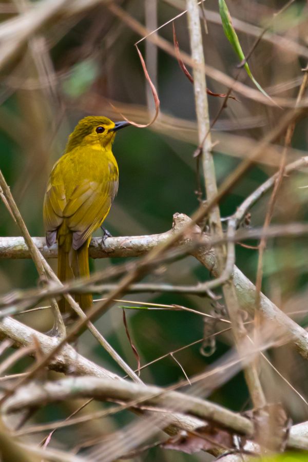 yellow-bird-sitting-in-a-branch-by-turn-left