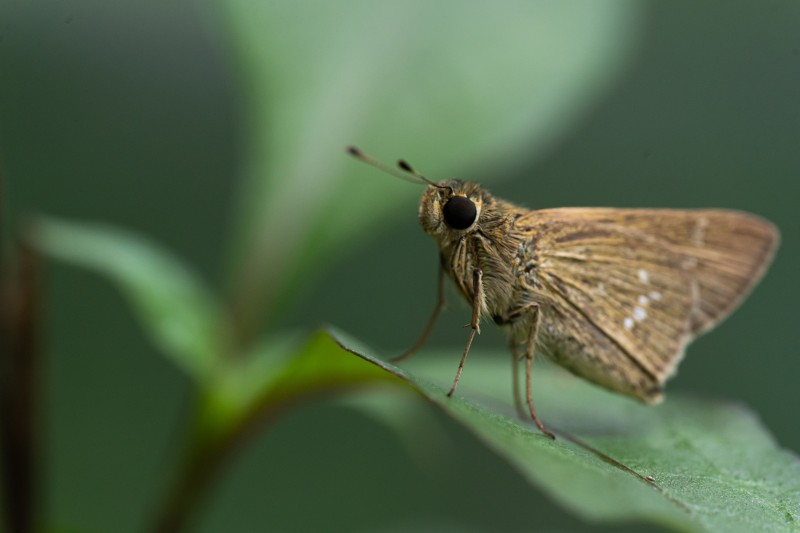 butterfly-on-a-green-leaf