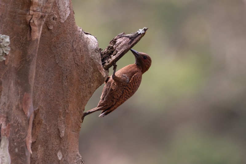 a-bird-peck-wood-with-its-beak