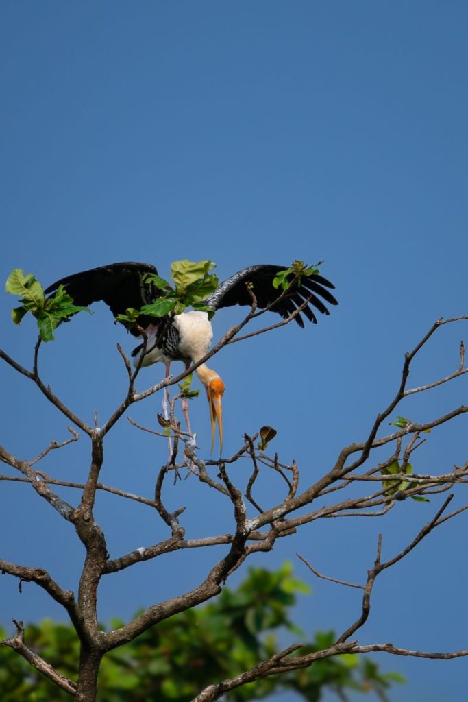 bird on the top of a tree