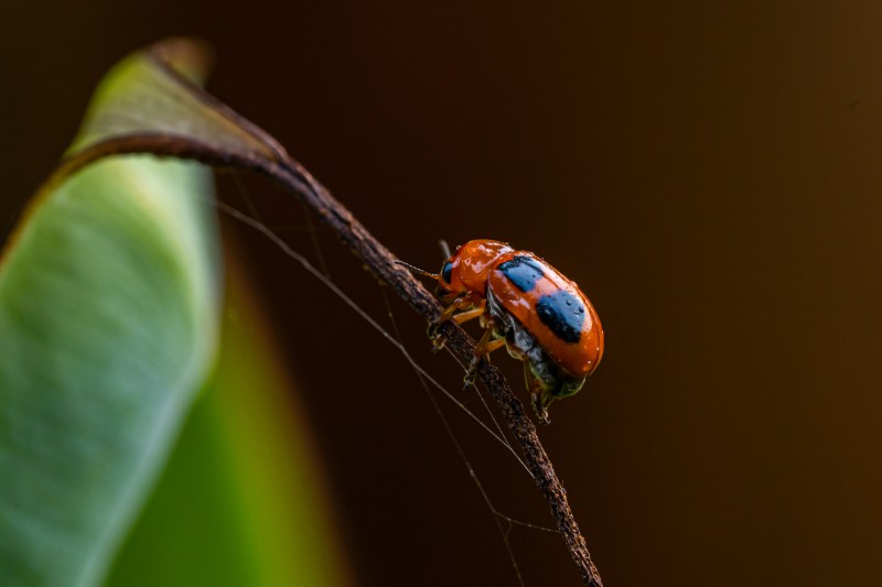 red-beetle-creeping-on-a-branch