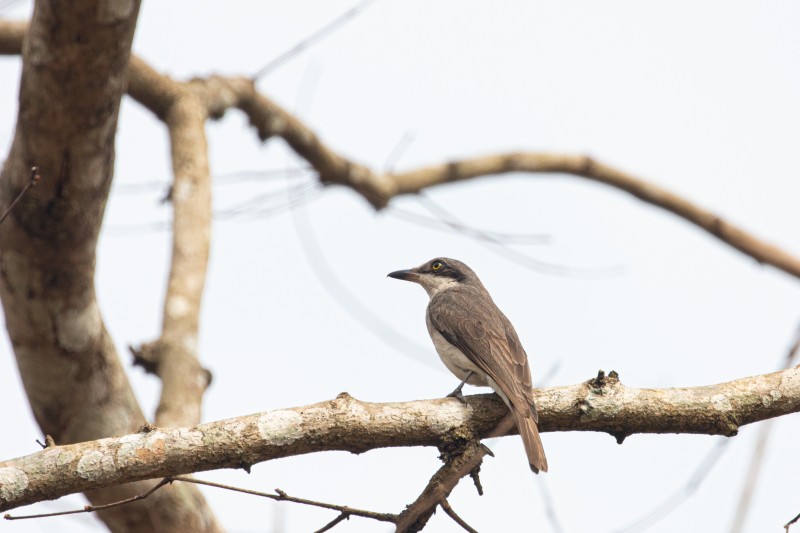 brown-bird-on-branch-looking-something