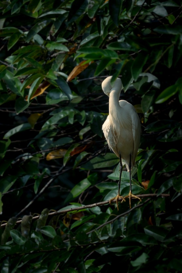 bird on the branch of a tree