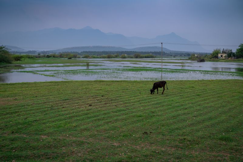 cow eating grass