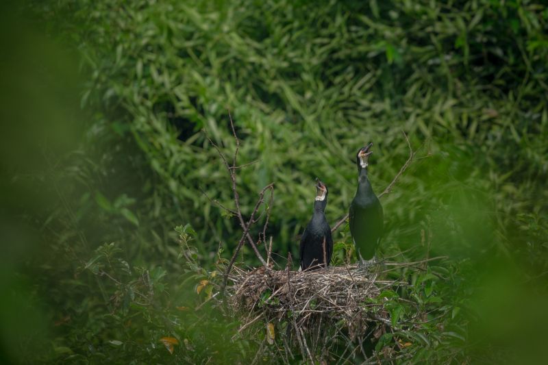 birds with nest