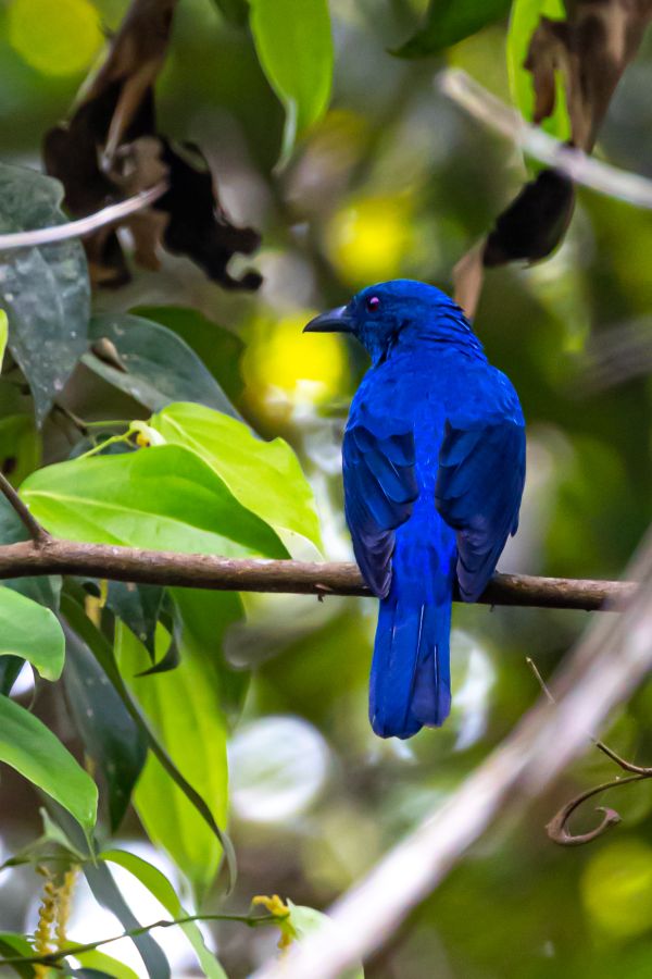 blue-bird-on-a-branch