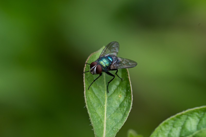 small-insects-on-a-leaf