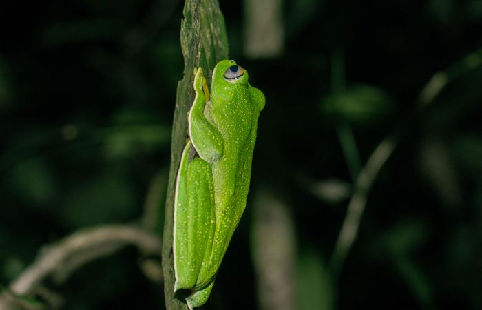 a sleepy frog resting on a leach