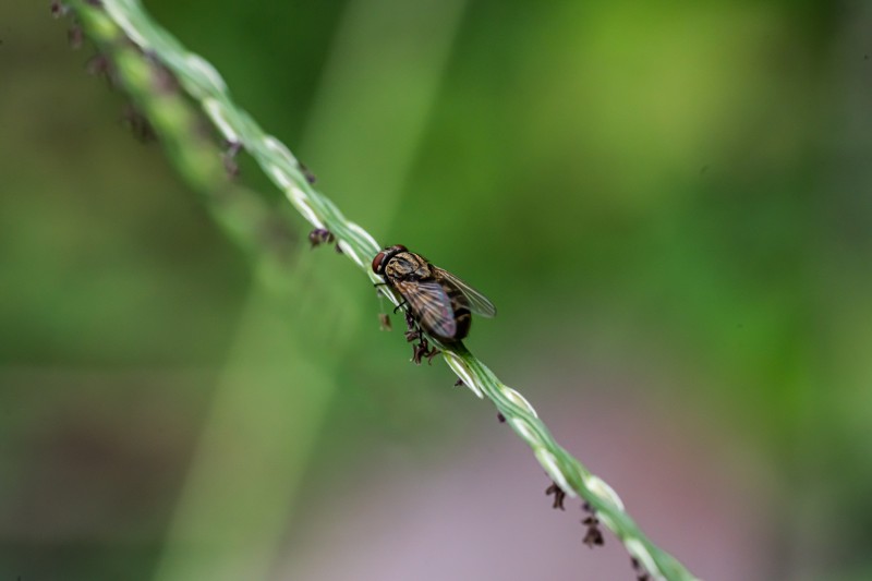 small-insect-moving-upwards-through-leaf