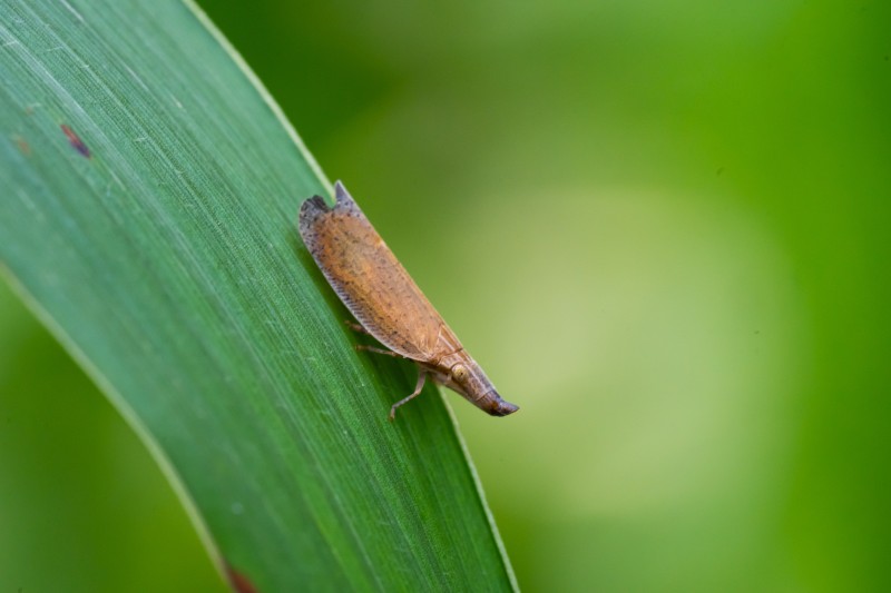 a-planthopper-in-a-green-leaf