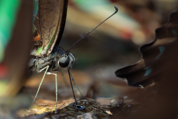 insect drinking water