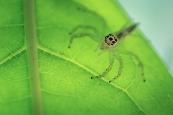 spider on the leaf