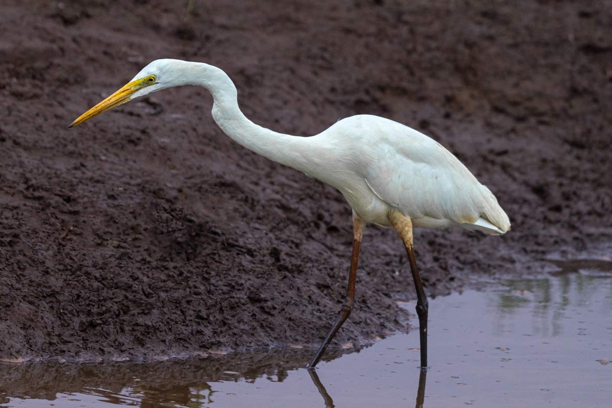 Eastern Great Egret in wet land