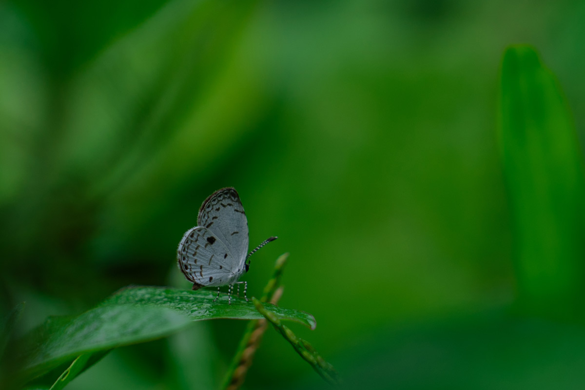 small butterfly