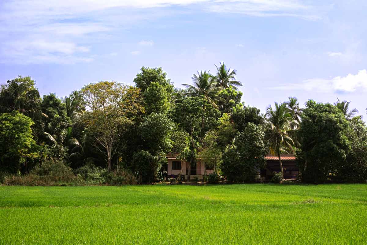 House covered with Trees