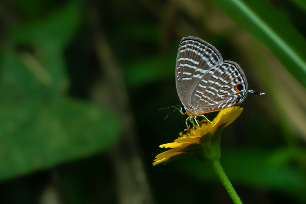 Butterfly with flower