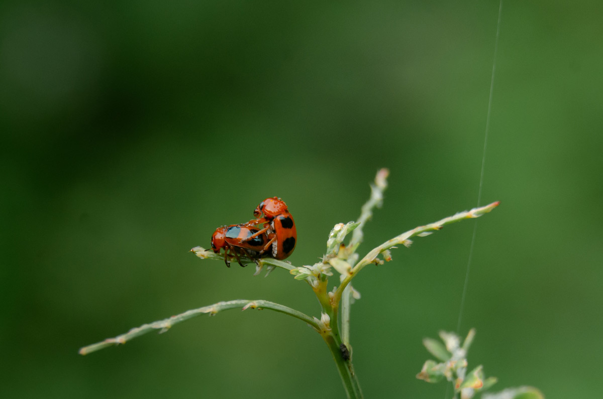 two leaf beetle in special moment