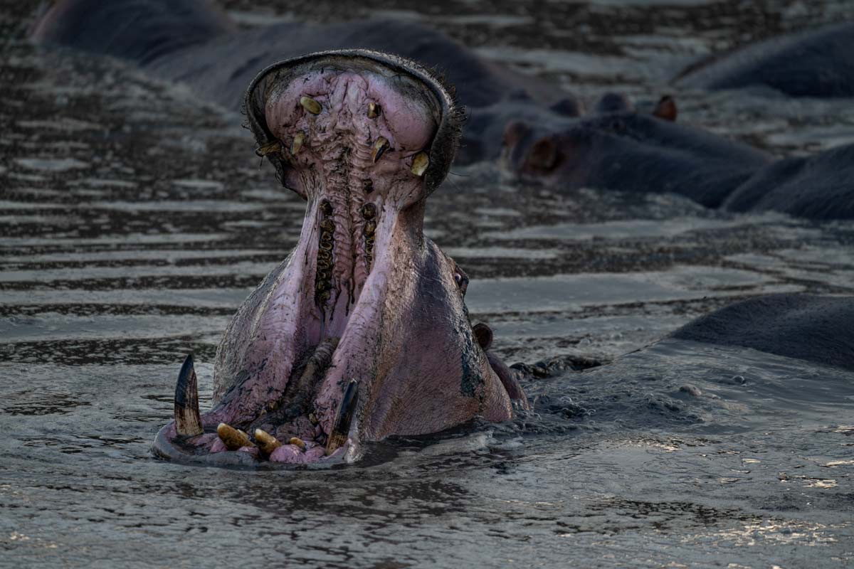 A hippo is yawning and showing his deadly teeth.