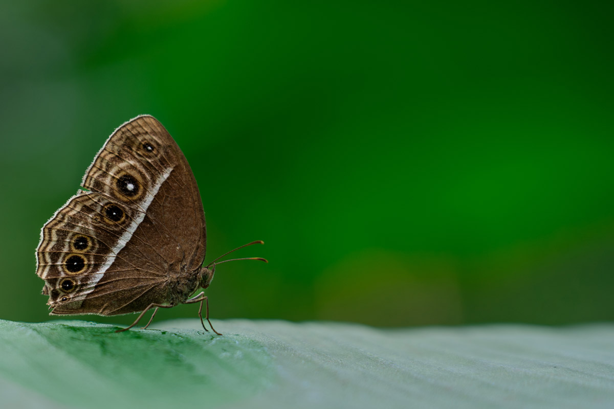 Brown butterfly