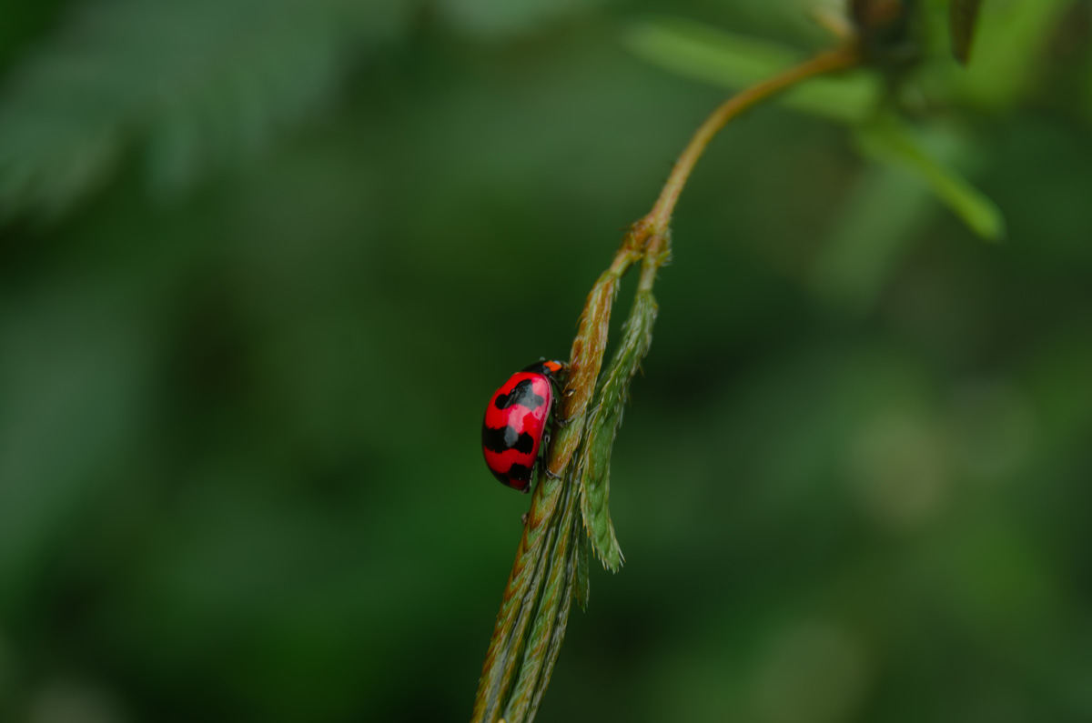 Transverse Lady bug on leaf