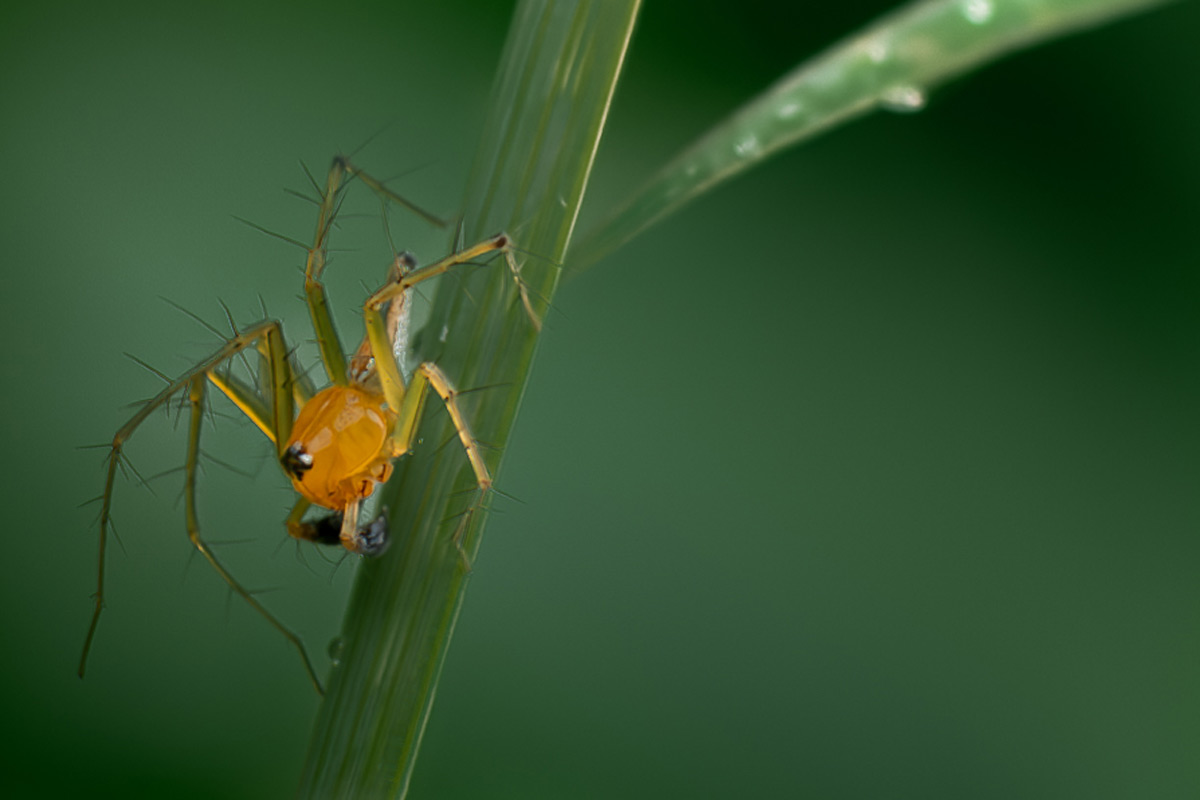 Yellow lynx spider on leaf