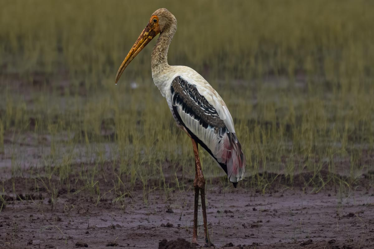 Painted stork in wetland