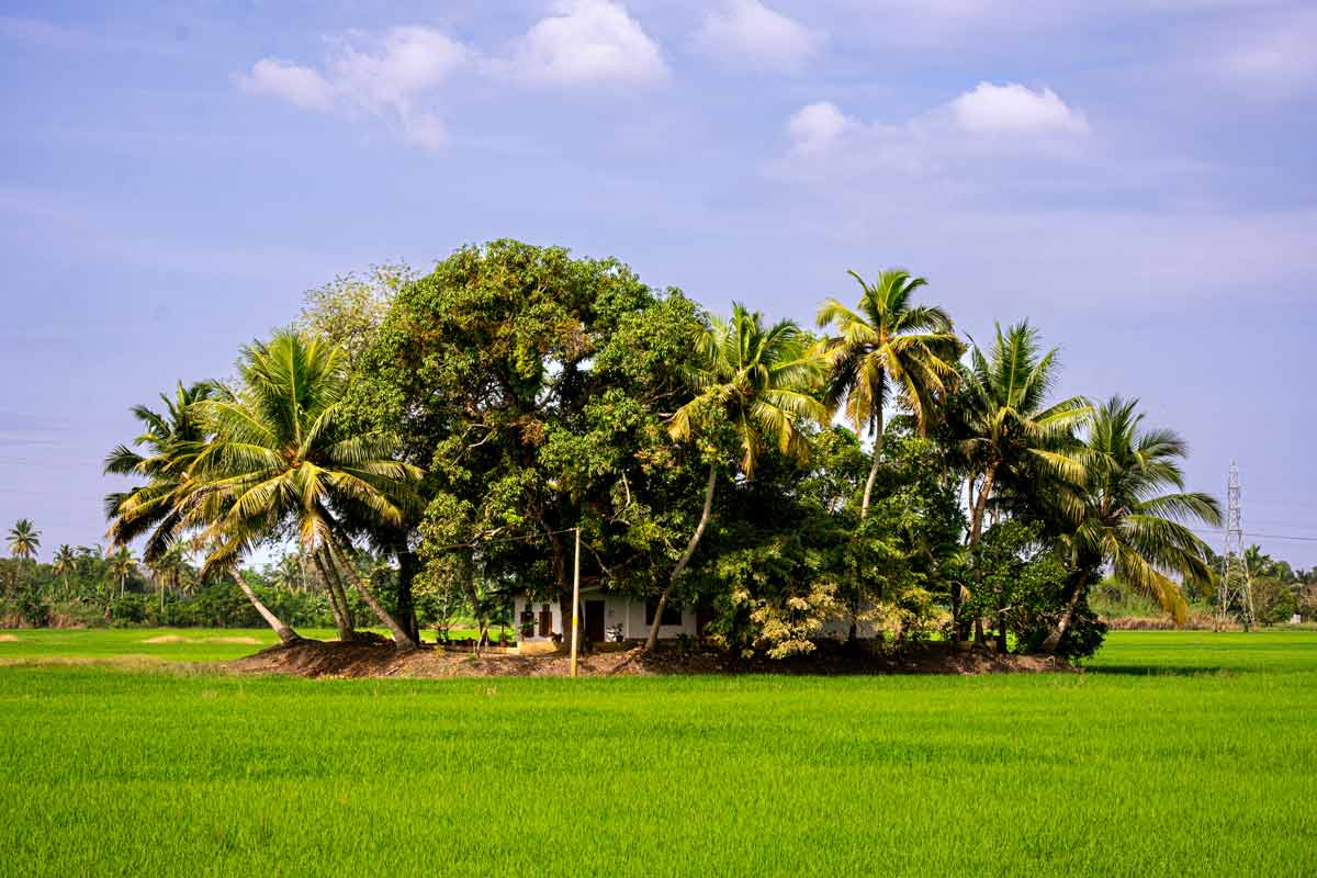 House covered with trees in Between of Farm Land