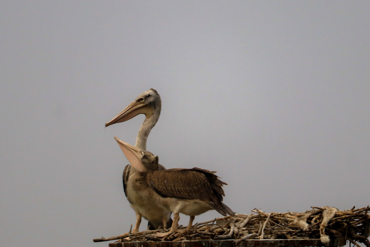 mother and baby bird