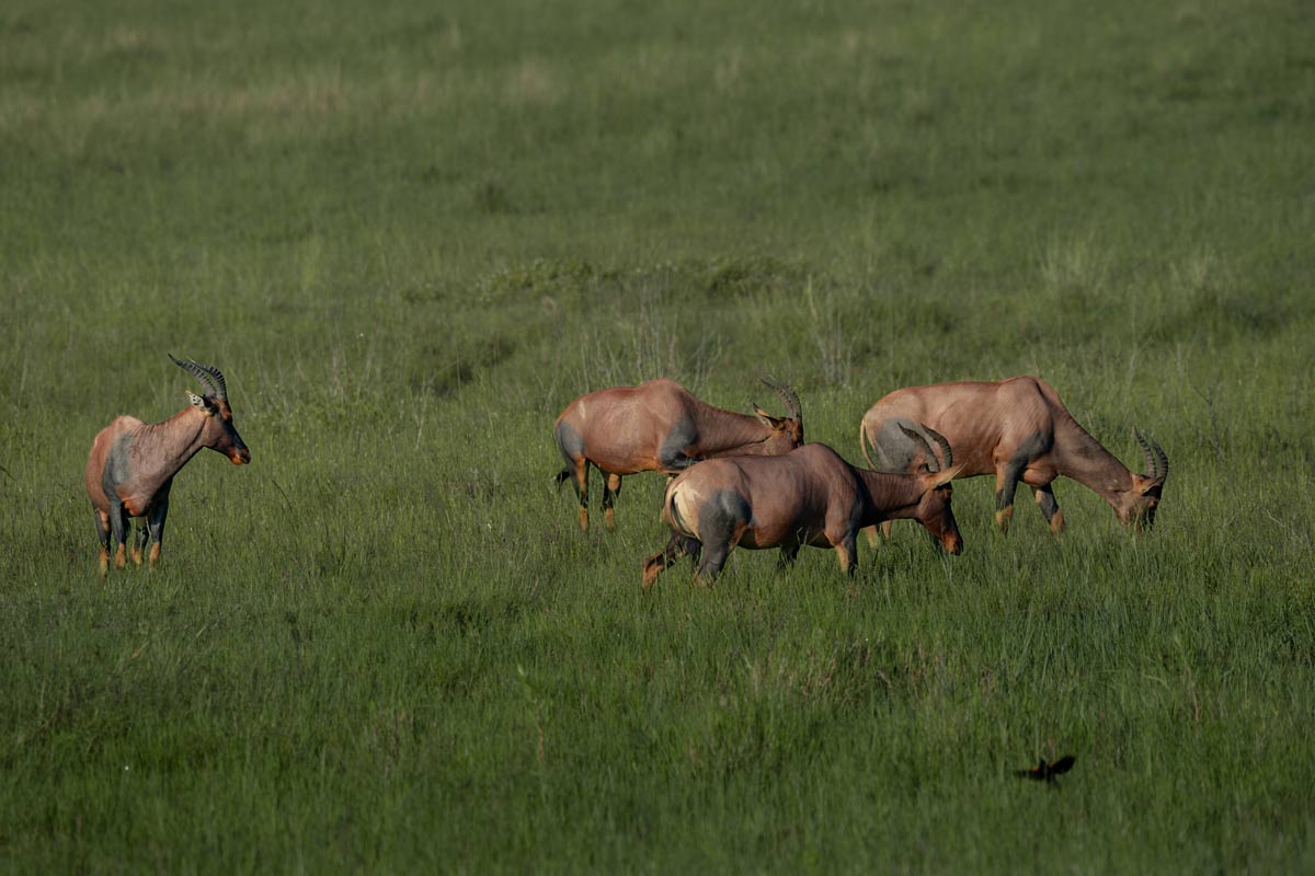 A group of topis.