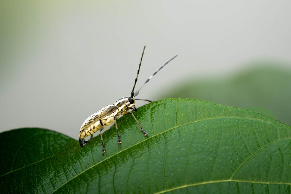 beetle resting on the leaf