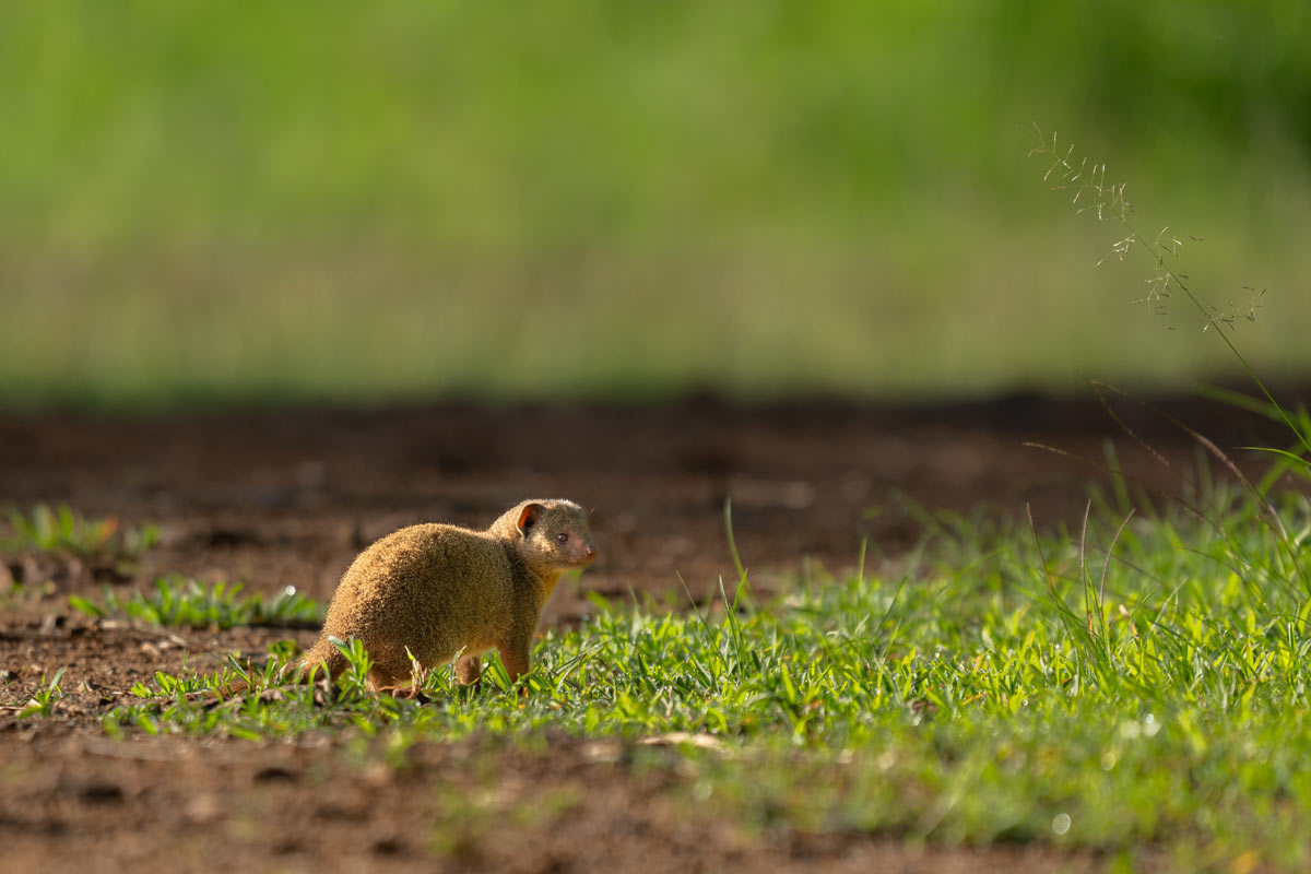 A dwarf mongoose is standing.