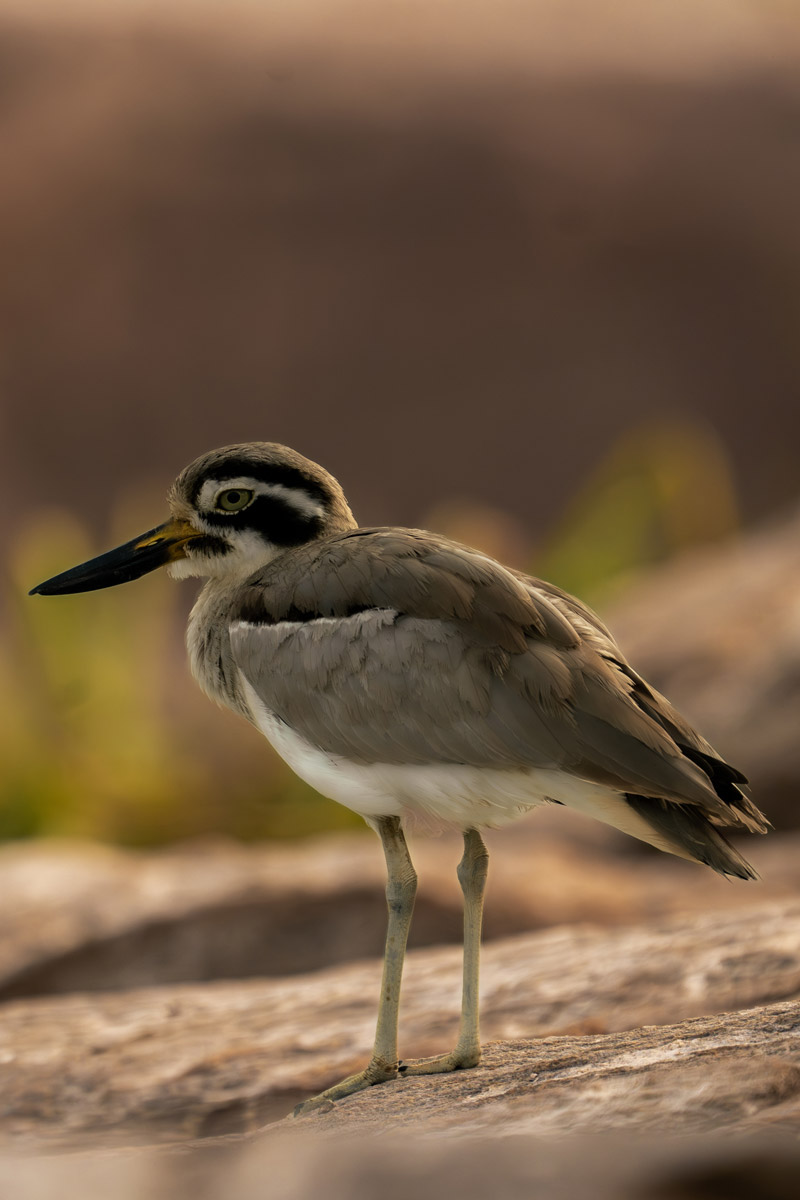 beach stone curlew is stands on the stone