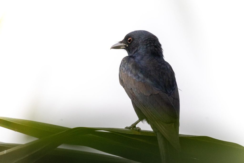 black drongo resting on tree branch