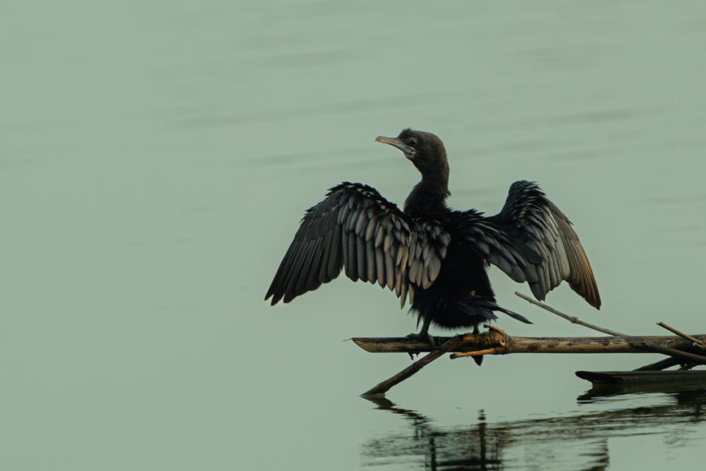 A bird observing from waterland.