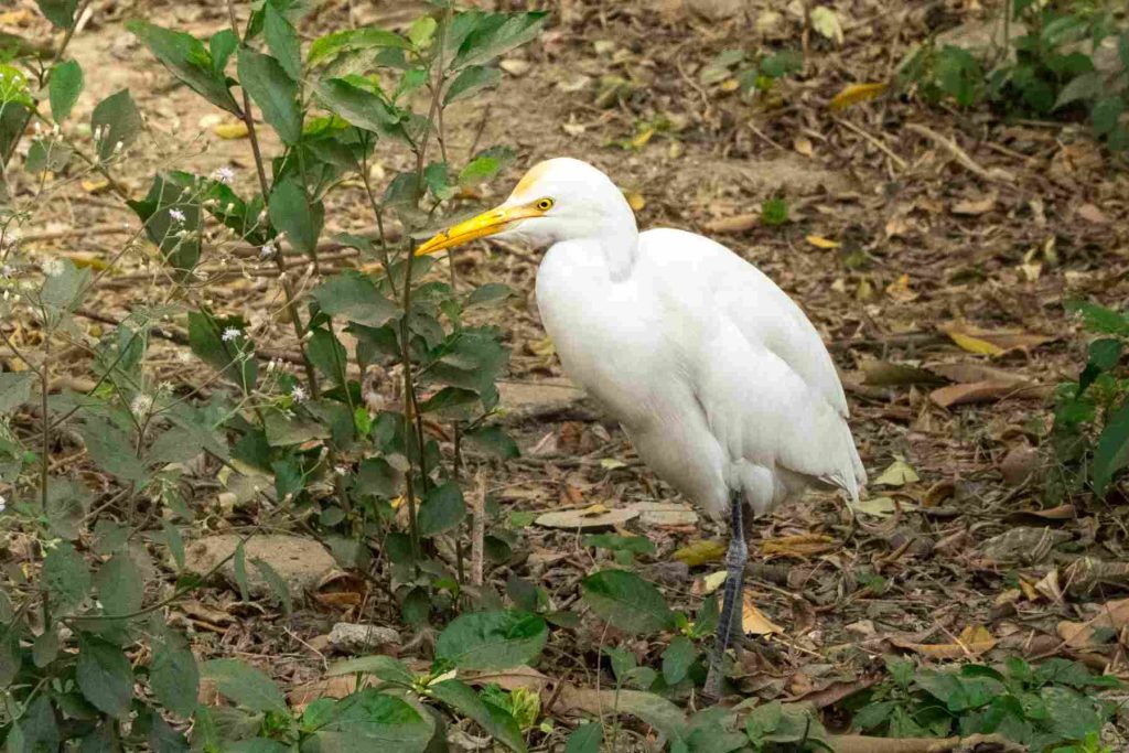 cattle egret casually walking through plants