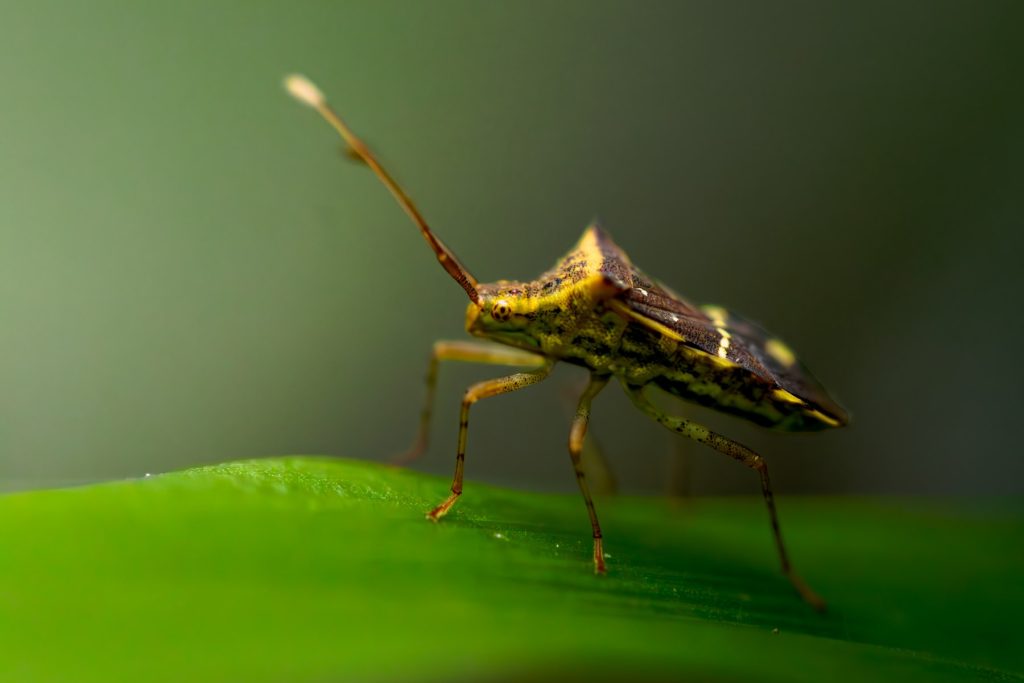 the clear visual of the eyes of the insect makes it more attractive