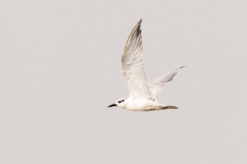 bull gilled tern flying high in the sky