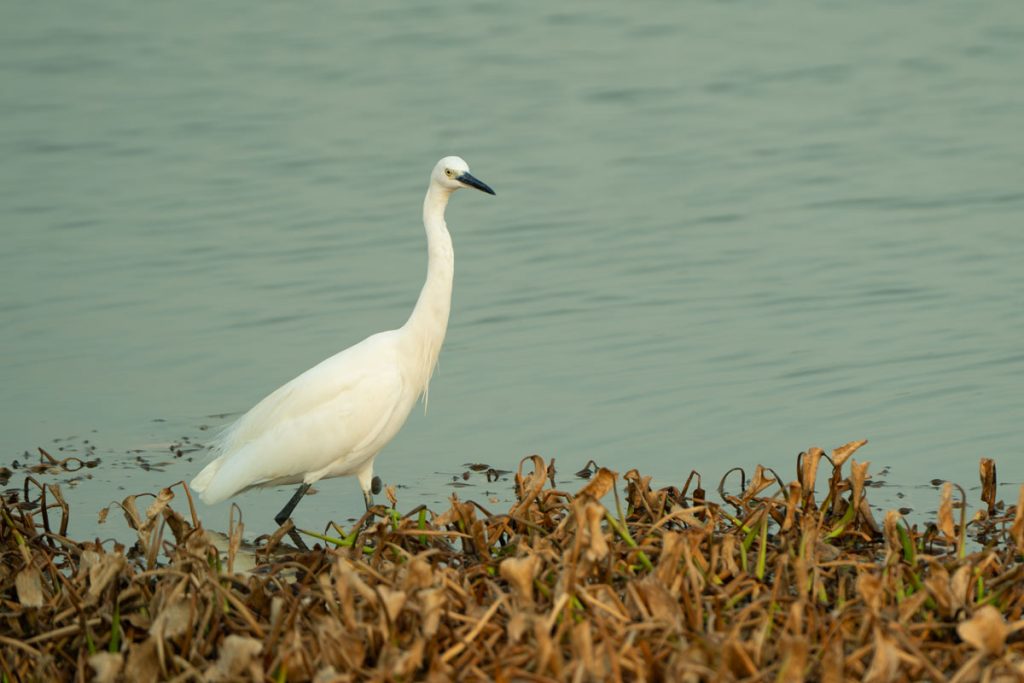 A bird is observing.