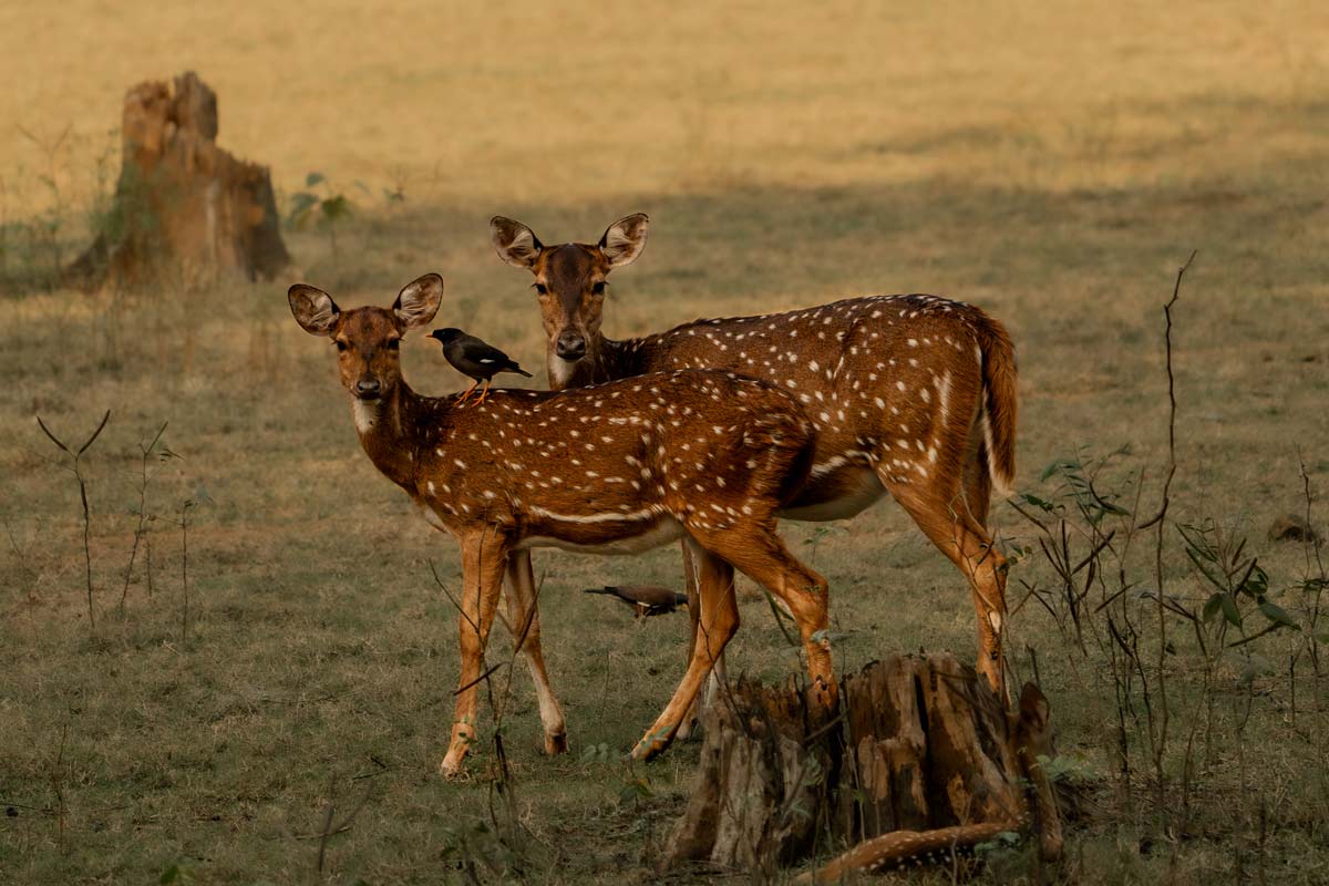 two deers is standing and one bird on deer