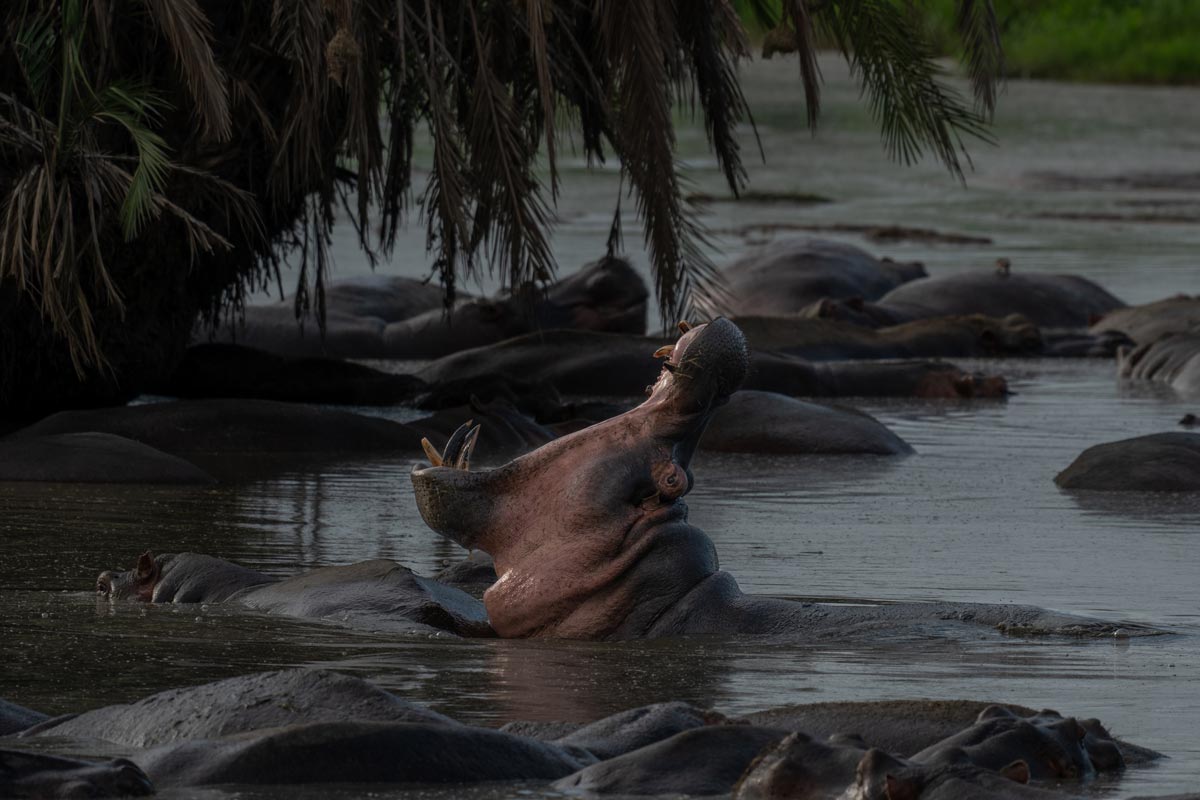 A hippo is grunting.