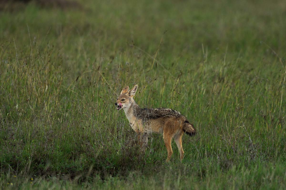 A jackal is searching for his prey.