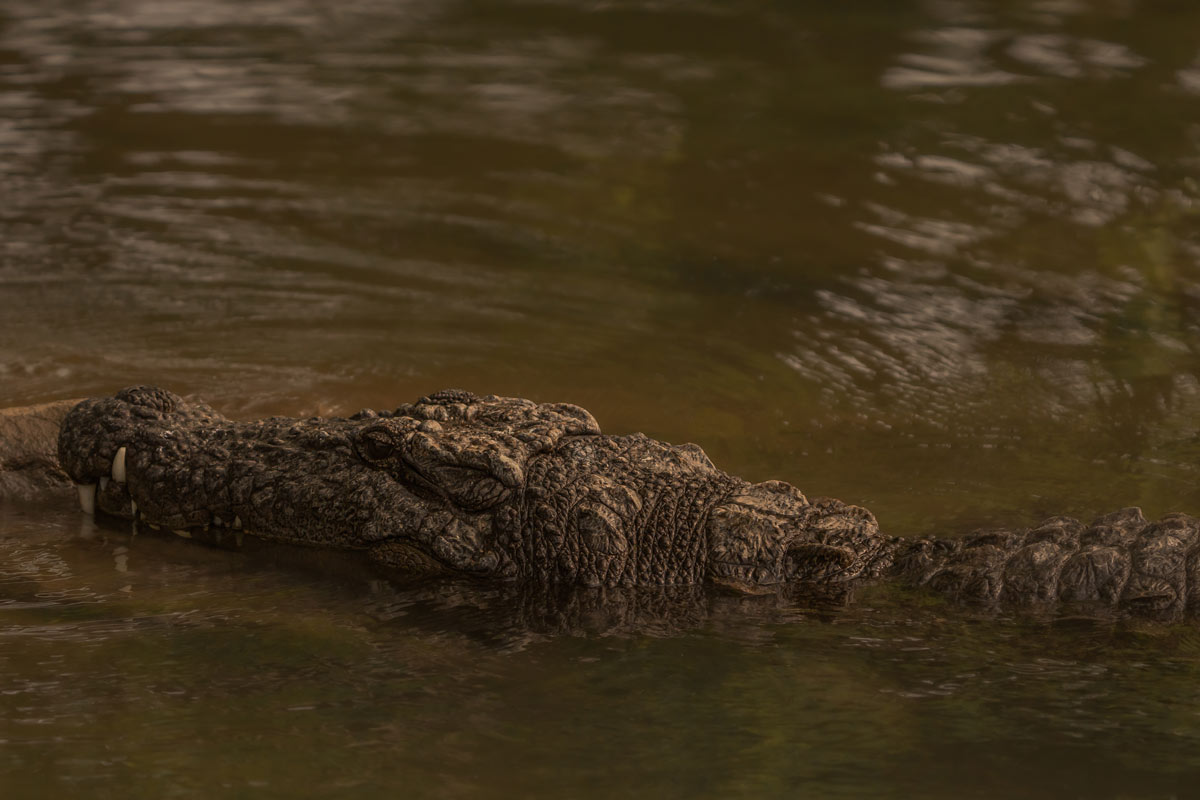 a crocodile finds the stone to come out from the lake