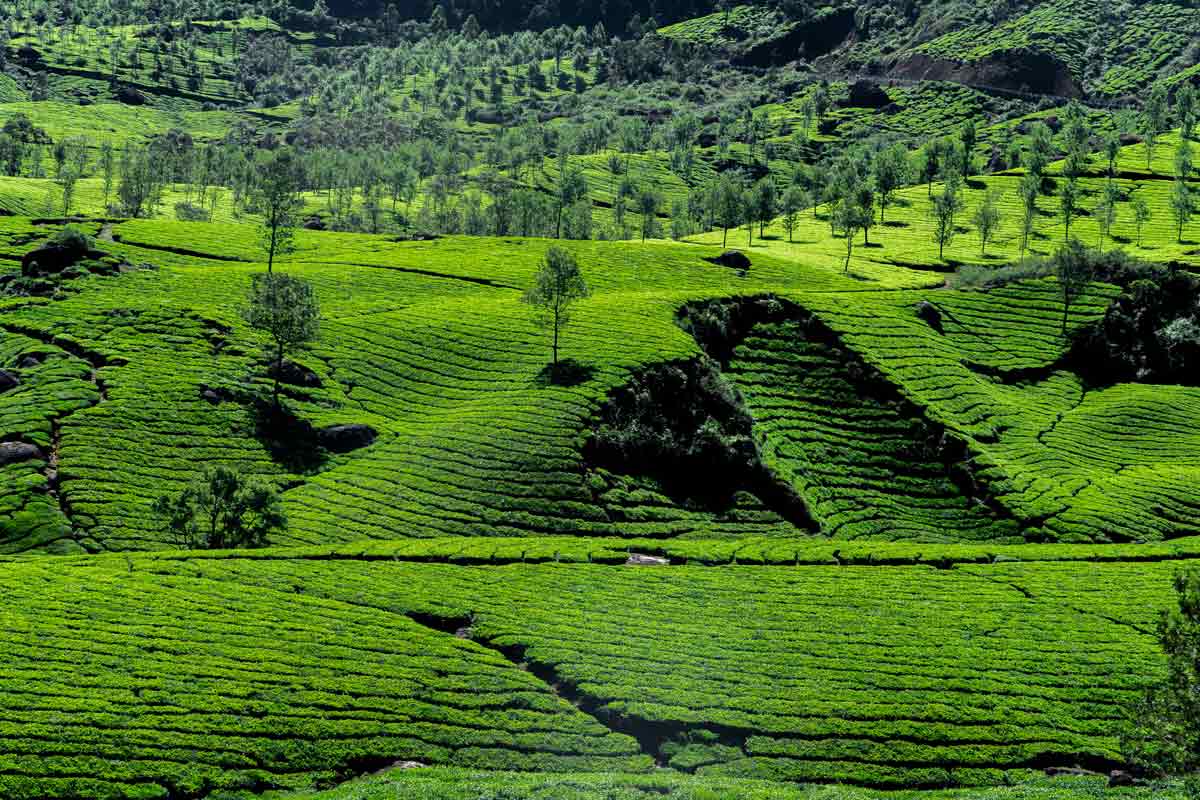 A picture of landscape with trees and tea plantation