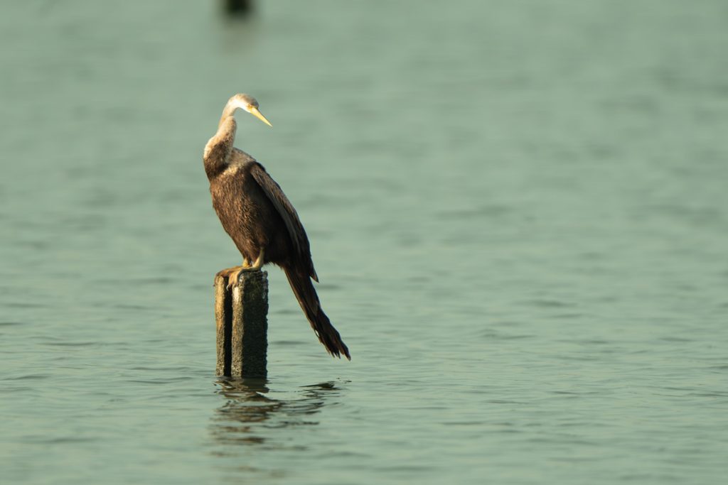 A photo of a bird sitting on a pillar.