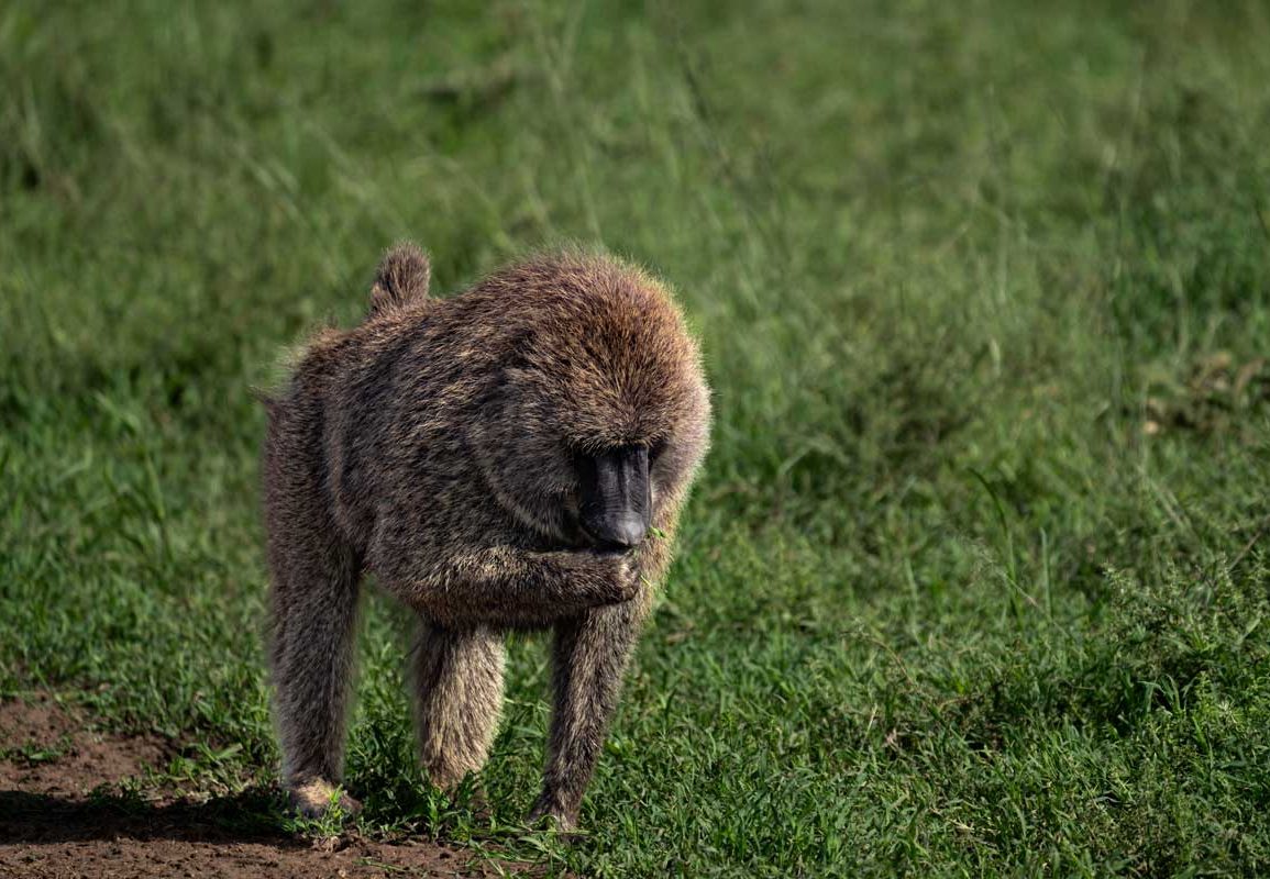 A eating baboon.