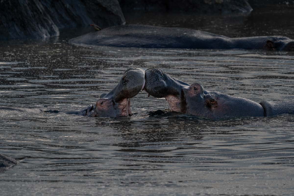 Two hippos are fighting friendly with each other.