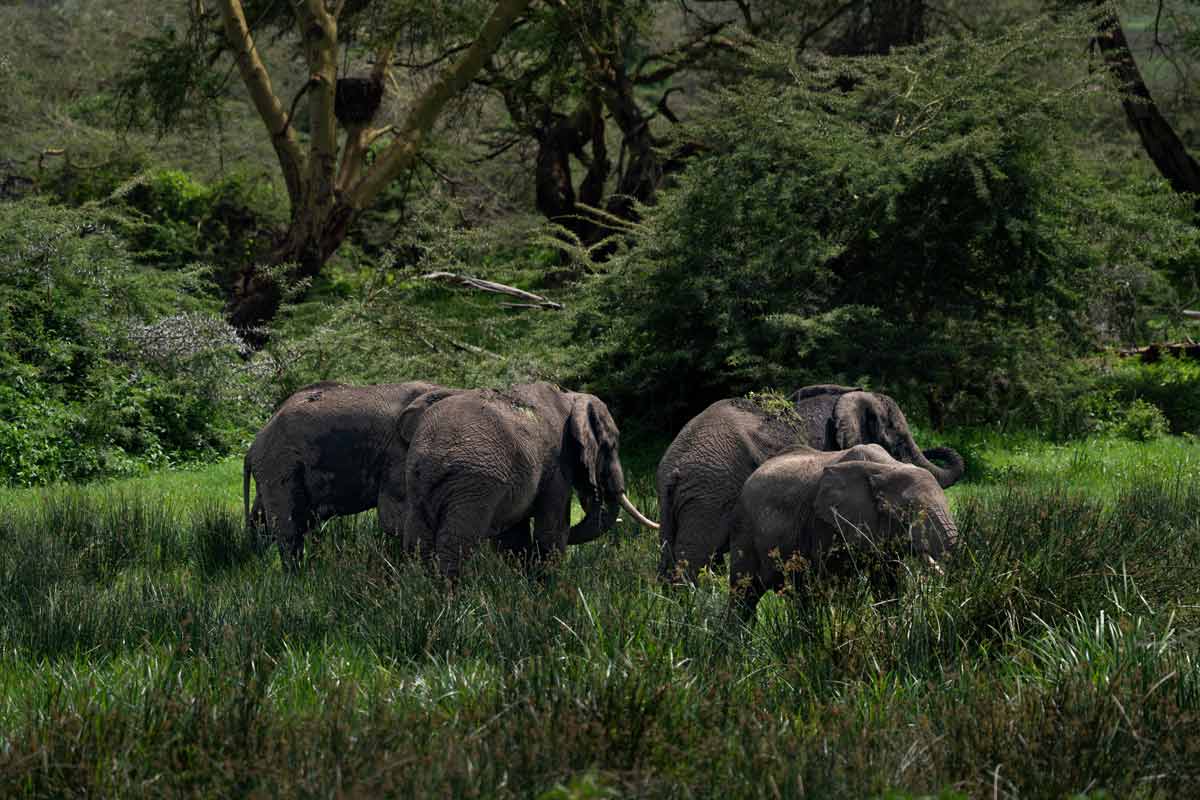 A elephant herd.