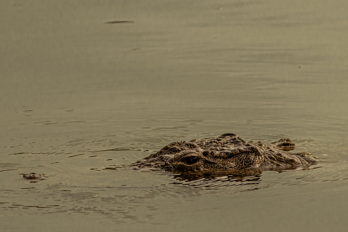 a crocodile in the lake